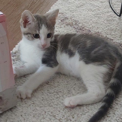 Timothy - Located in Epping