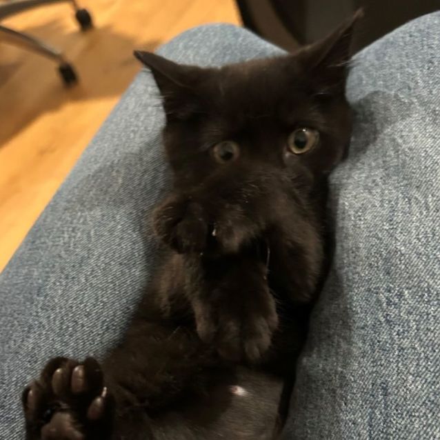 Photo of Baby Beans 