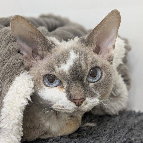 🔮 Siouxie 6400 🔮