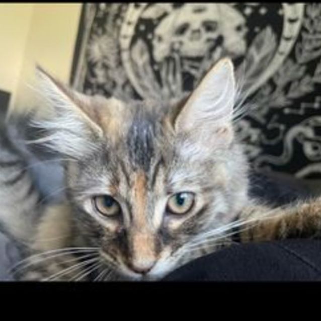 Photo of Eevee