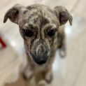Photo of Barlie