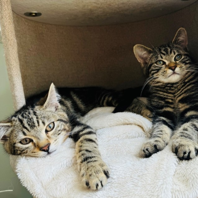 Photo of Bear & Bubba