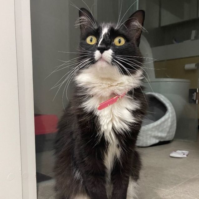 Photo of Charli *9 Lives Project Rescue*