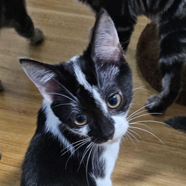 Photo of Nagendra ^^Dandy Cat Rescue^^