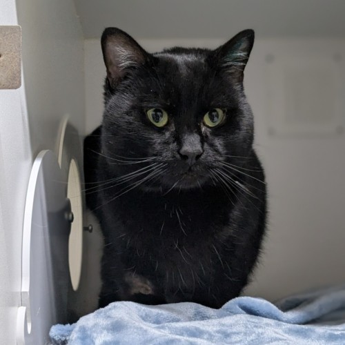 🍪 Chonkus Maximus 6335 🍪