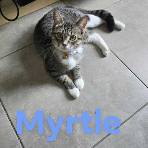 Myrtle