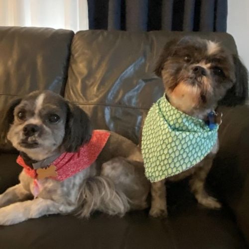 Scooter & Toby