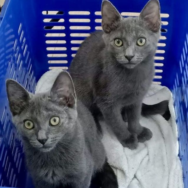 Photo of Comet 