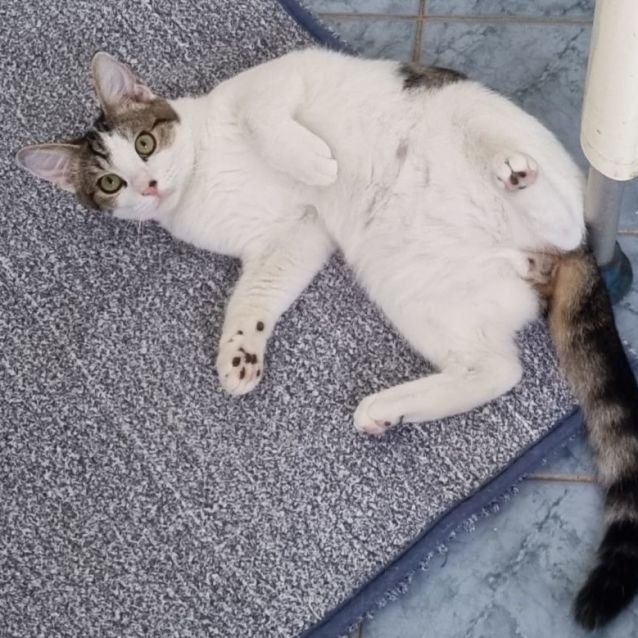 Photo of Blaze