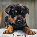 Photo of Brownie