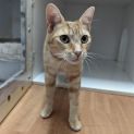 Photo of Clover