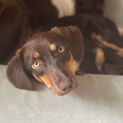 Photo of Truffle