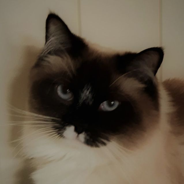 Photo of Neko