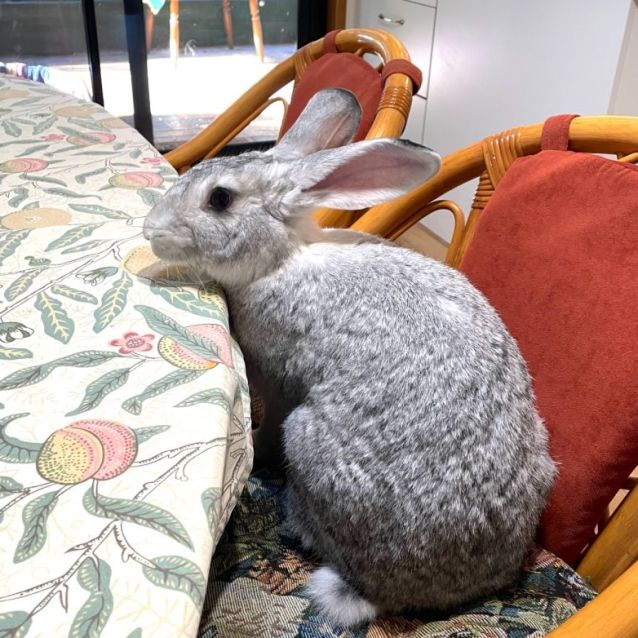 Photo of Franky