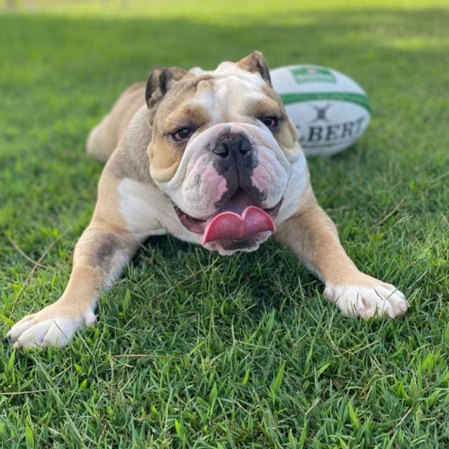 Photo of Rolo ~ 10mo British Bulldog(on Hold 8/3/22)