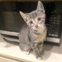 Photo of Thor
