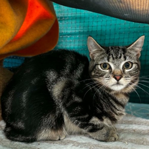 Arlo ** 2nd Chance Cat Rescue**