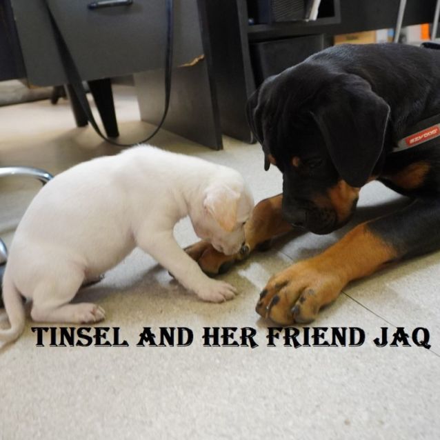 Photo of Tinsel