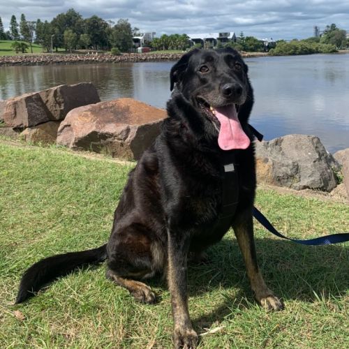 Bonnie ~ 8yr Old Labrador X (On Trial 27/05/2022)