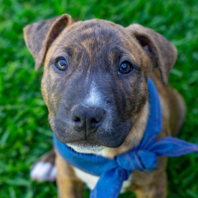 Photo of James ~ Staffy X Puppy(on Trial 19/12/21)