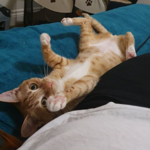 Photo of Shelby ^^Dandy Cat Rescue^^