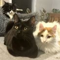 Photo of Cinder **2nd Chance Cat Rescue**