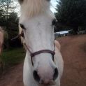 Photo of Angel Sweet Shy Pony
