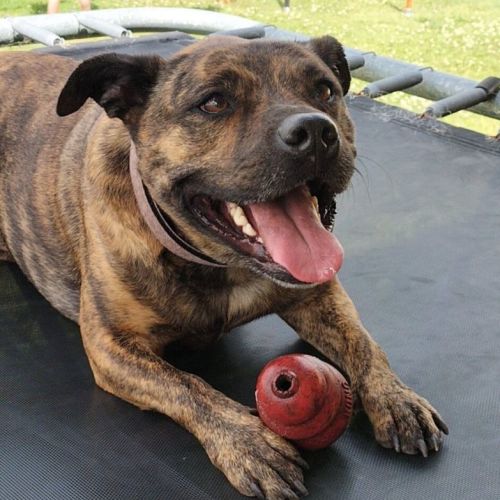 Sammi ~ 5yr Old Staffy(On Yrial 26/11/21)