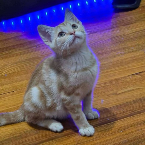 Charizard ** 2nd Chance Cat Rescue **