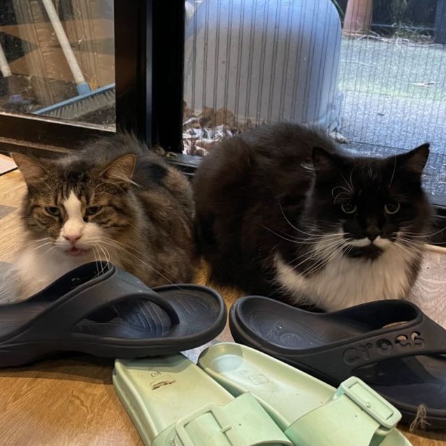 Photo of Timmy & Nash   Bonded Gentlemen 