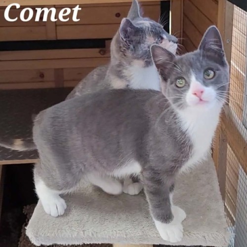 Comet - Reduced Adoption Fee - $200