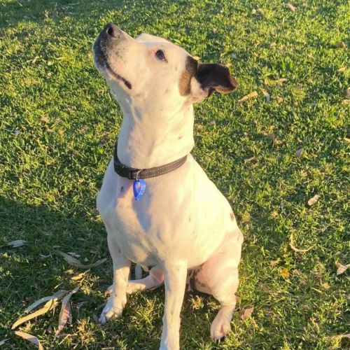Pearl ~ 2yr Old Staffy(On Trial 21/10/21)