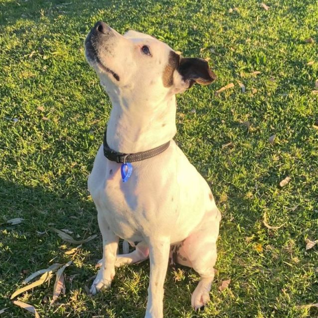 Photo of Pearl ~ 2yr Old Staffy(on Trial 21/10/21)