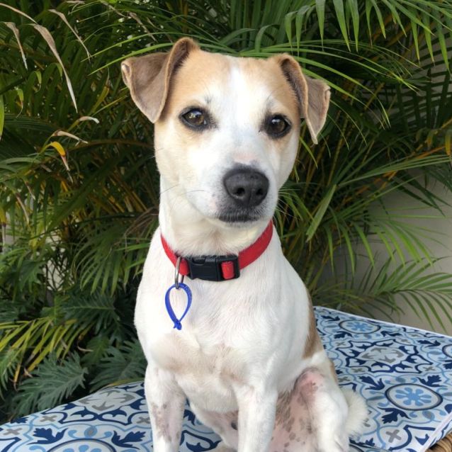 Photo of Soldier ~ 5yr Old Jack Russell X(on Trial26/08/21)