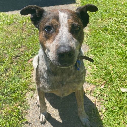 Murray ~ 10yr Old Cattle Dog X(on trial 12/11/22)