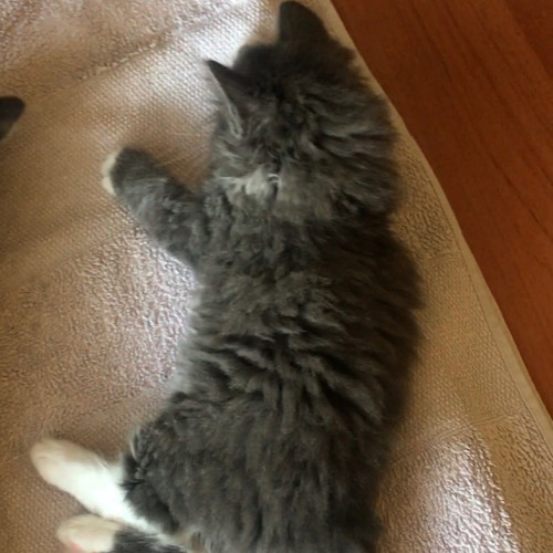 Minx ^^Dandy Cat Rescue^^