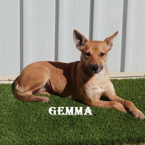 Gemma