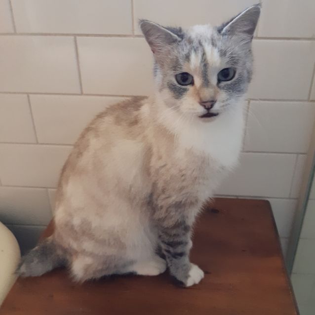 Photo of Indy