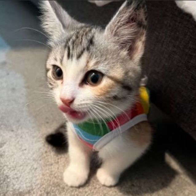 Photo of Waffle