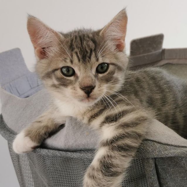 Photo of Artemis & Apollo 
