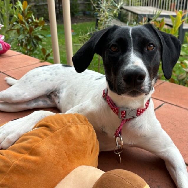 Vanilli - Medium Female Labrador Retriever x German Shorthaired Pointer ...