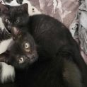 Photo of Onyx