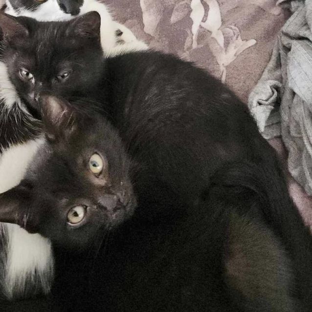Photo of Onyx