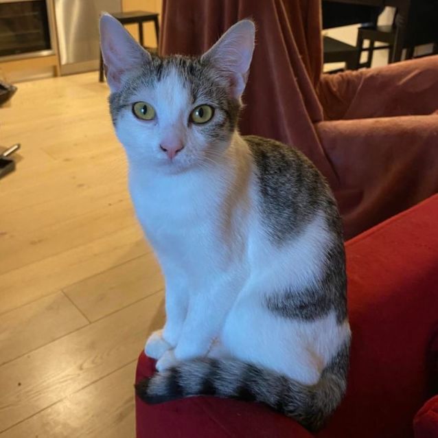 Photo of Stripe And Dot