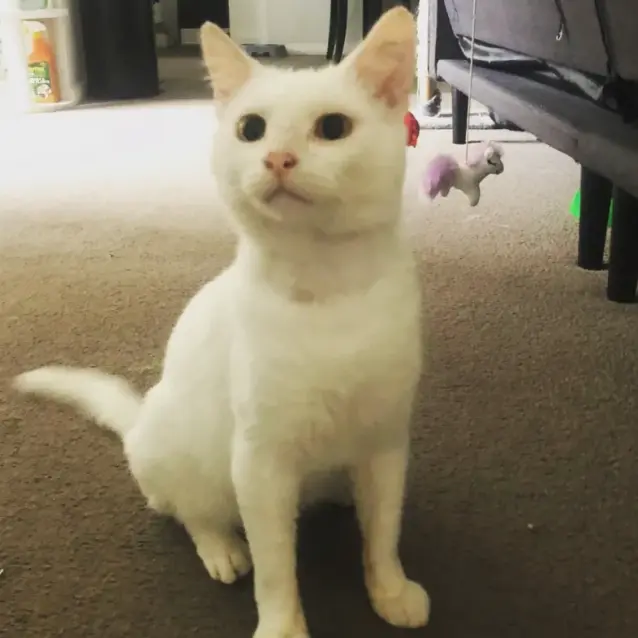 Photo of Snowie