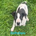 Photo of Dannys Litter