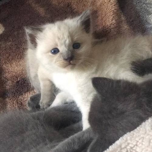 Mintie 