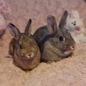 Photo of Penny & Pebbles (Located In Wantirna South)