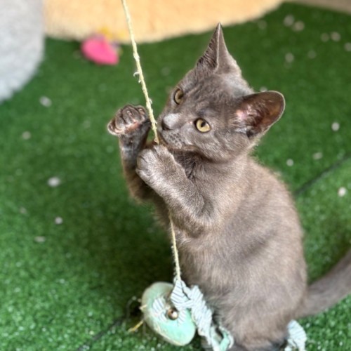 No photo for Boston 😺😺💙♥️