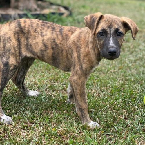 Comet
